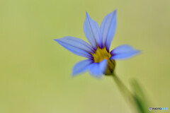 Blue eyed grass　その２