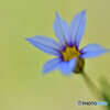 Blue eyed grass　その２