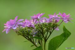 Pink in Green