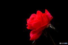 恋は赤いバラ