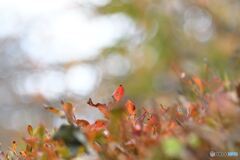 今年の紅葉は？　その２