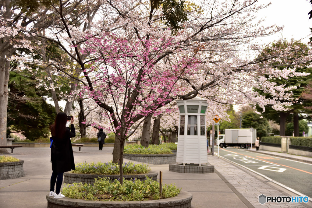 SAKURA　２０１９－２