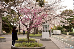 SAKURA　２０１９－２