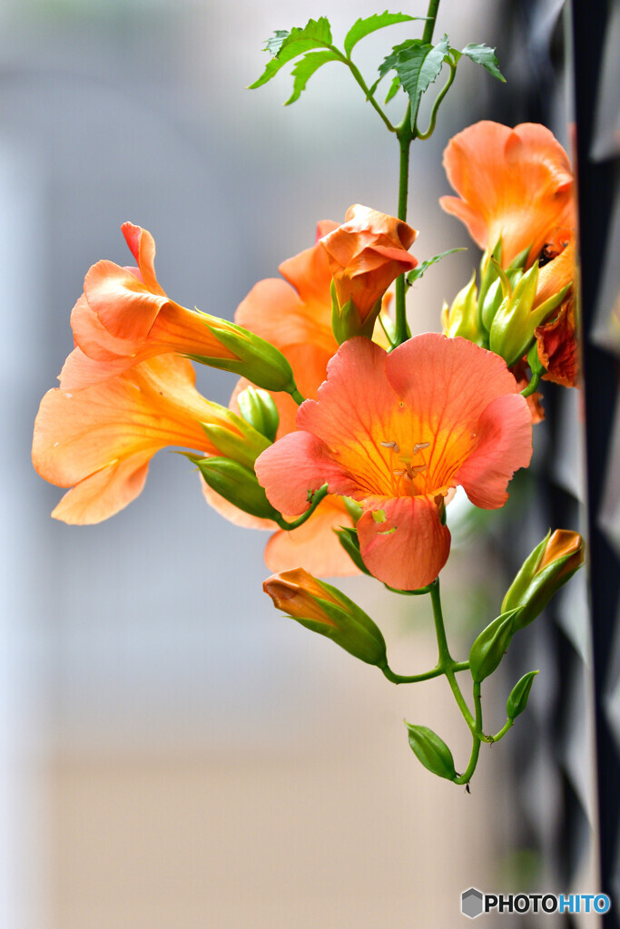 Trumpet vine