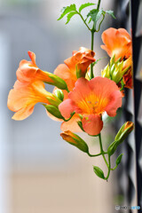 Trumpet vine
