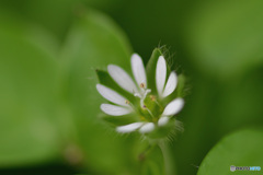 新春花便り