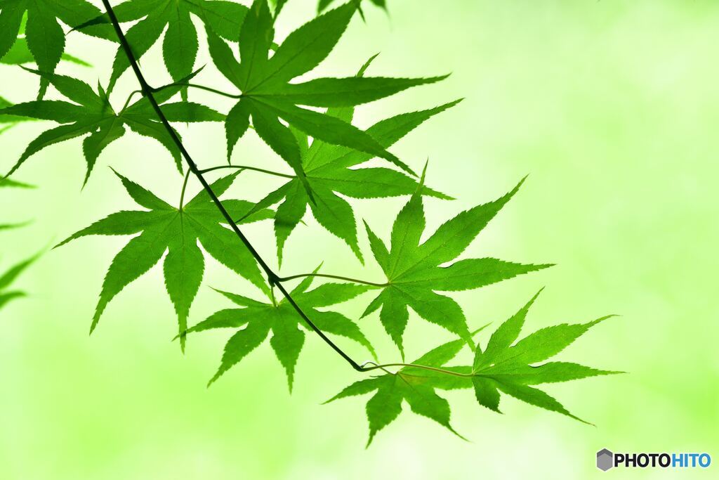 Green in green