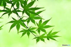 Green in green