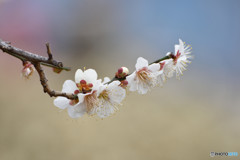 お好みは？　その１