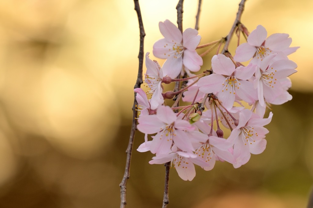 日本の花