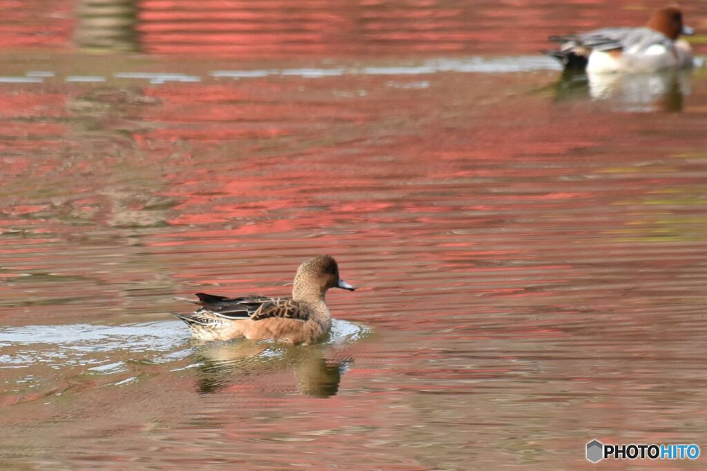晩秋を泳ぐ　その２