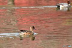 晩秋を泳ぐ　その２