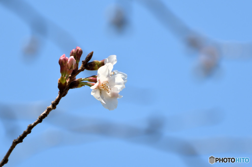 一番桜み～つけた