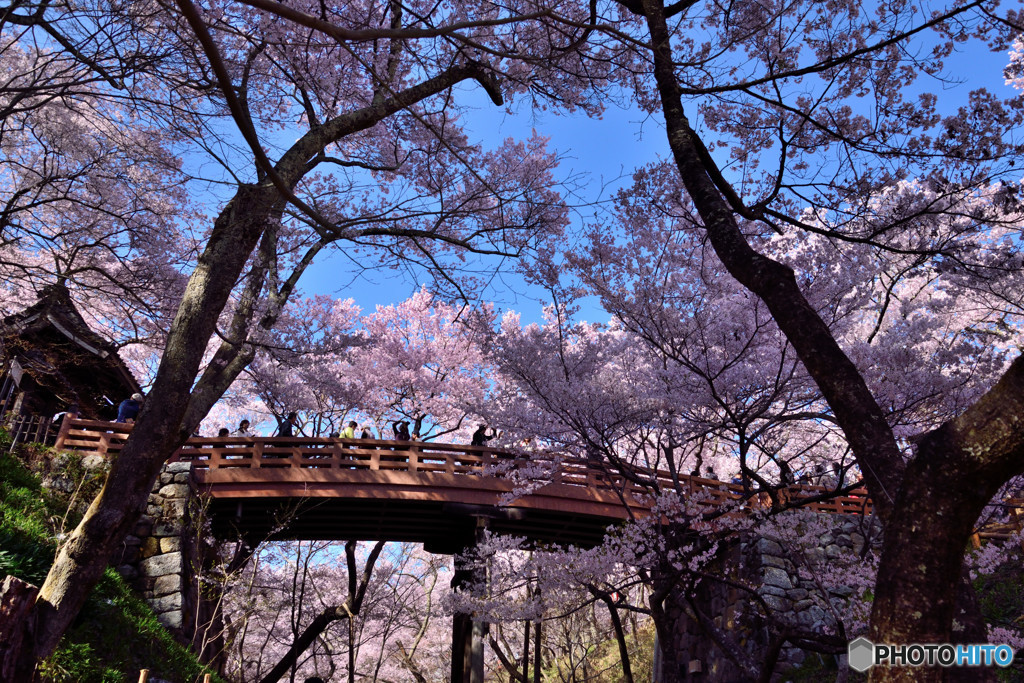 信州桜めぐり　高遠城址公園　③