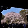 人気の的