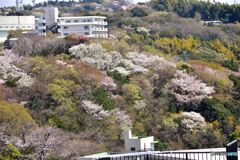色とりどり