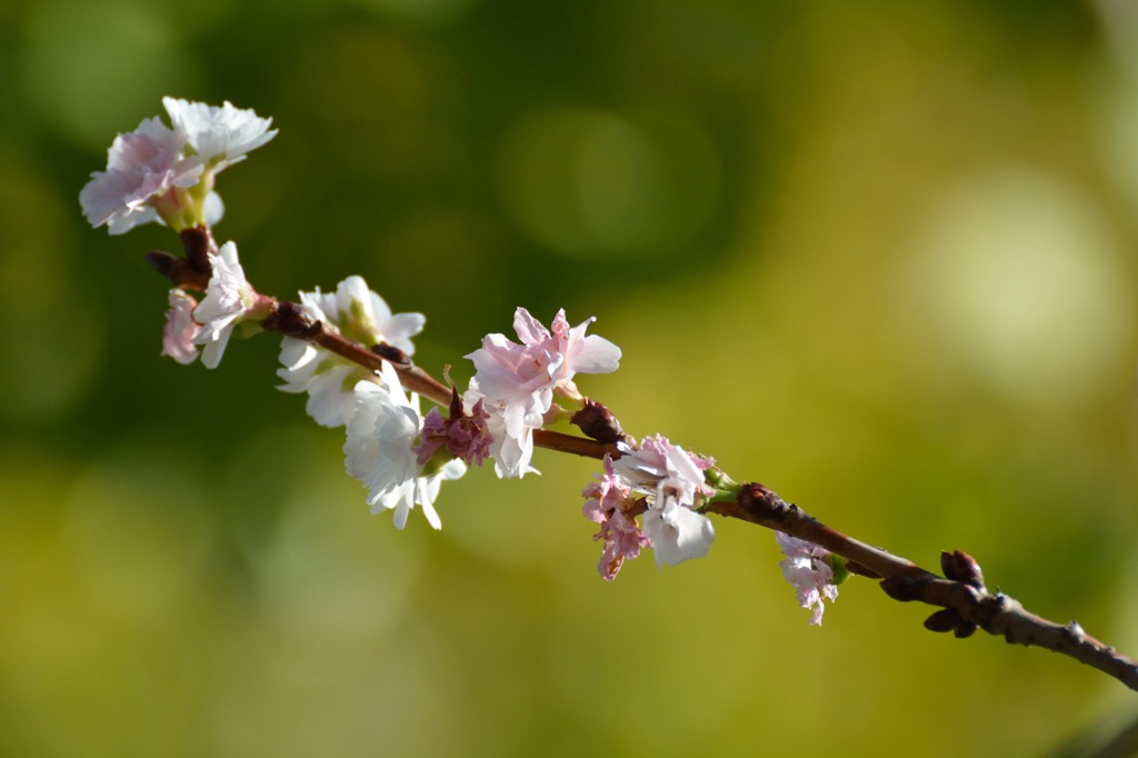 散歩で拾った秋　十月桜