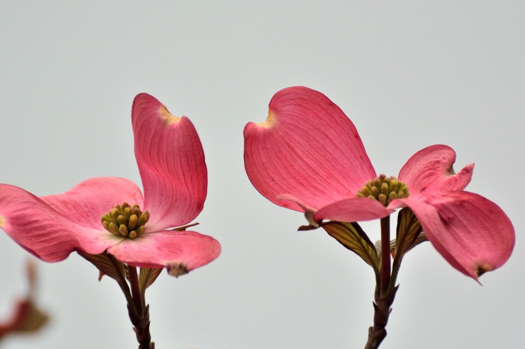 薄紅色の可愛い君