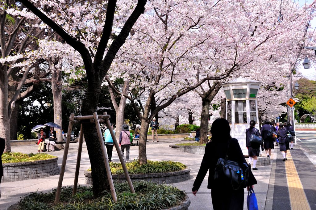 桜の下の通学路 by sokaji （ID：1763859） - 写真共有サイト:PHOTOHITO