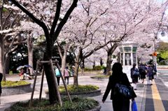 桜の下の通学路