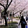 桜の下の通学路