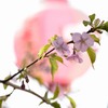 日本・桜・祭り