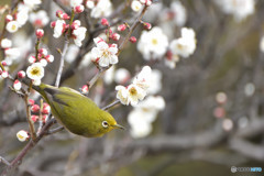 あっちの花も美味しそう・・・