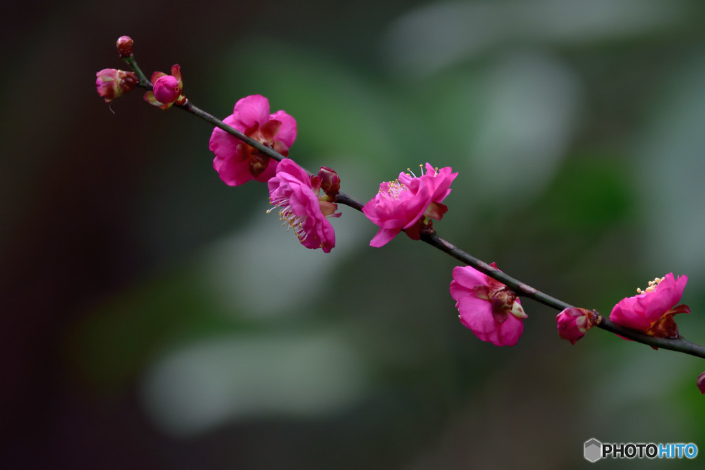 今年一番遅い（？）梅の開花