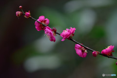 今年一番遅い（？）梅の開花