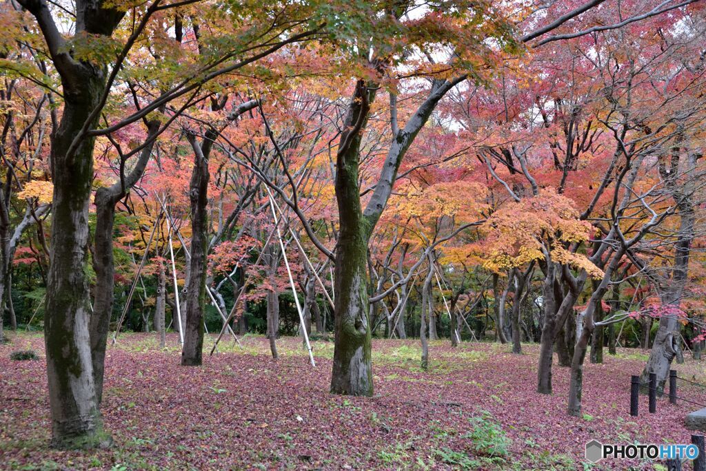 北の丸公園　その２