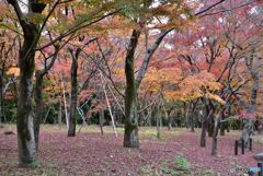 北の丸公園　その２