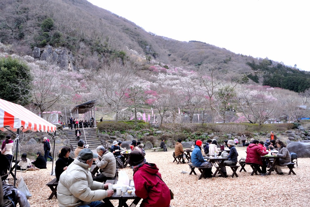 幕山公園　湯河原梅林