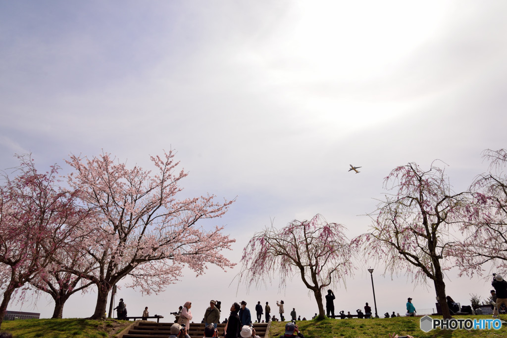 桜と飛行機　①