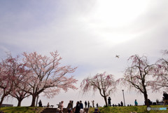 桜と飛行機　①