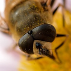 散歩でであった昆虫の素顔　ミツバチ