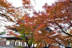 京都の紅葉２０２０　その３