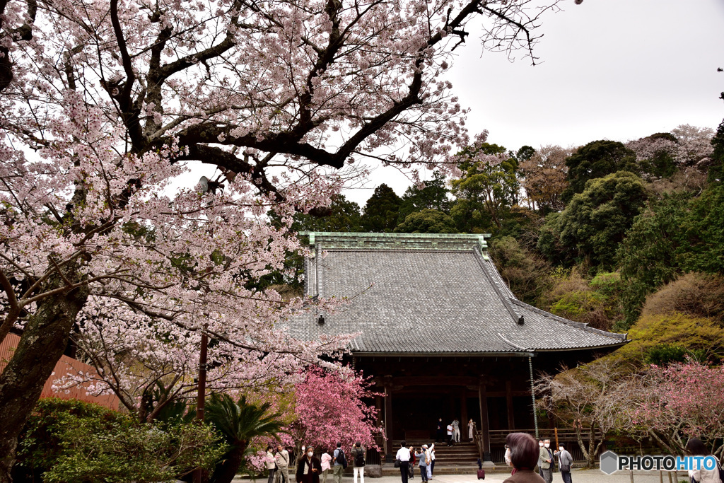 鎌倉桜めぐり　その７