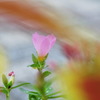 炎の中の一輪の花
