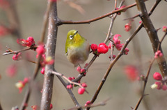 春はどこかな～