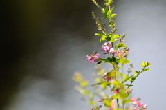秋が似合う
