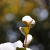 横浜にも咲いた雪の花