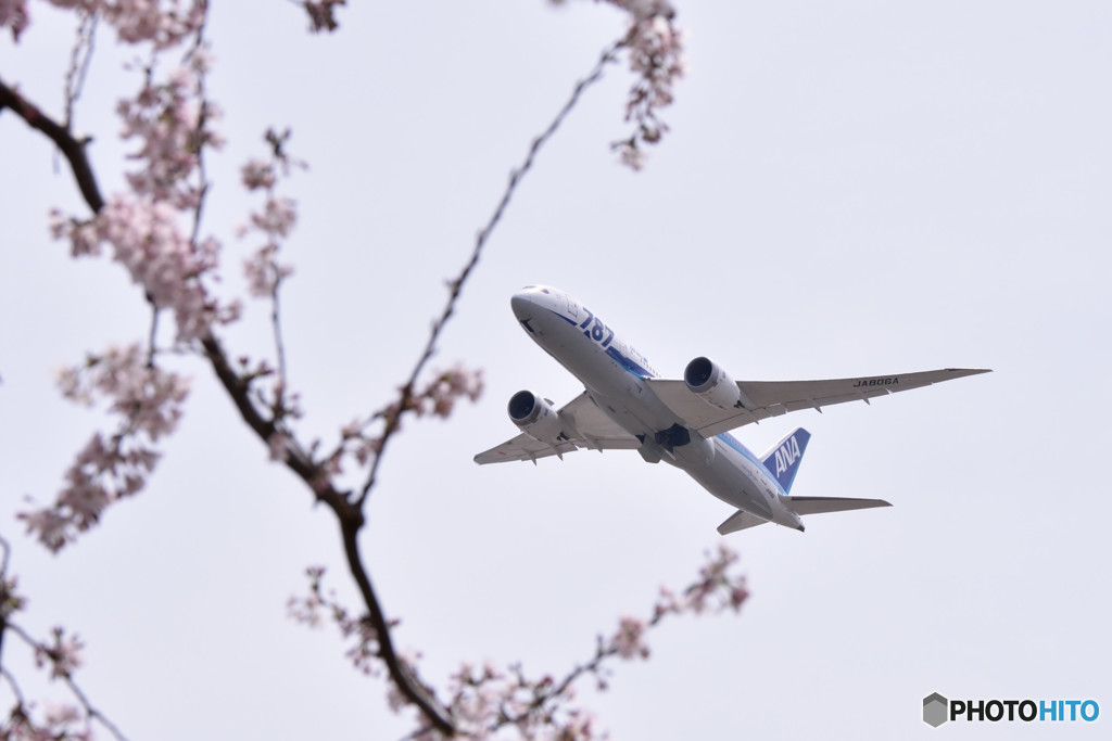 さくらと飛行機　⑦