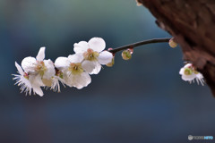 春の声聞こえて　その６