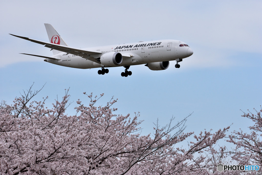 さくらと飛行機　⑮