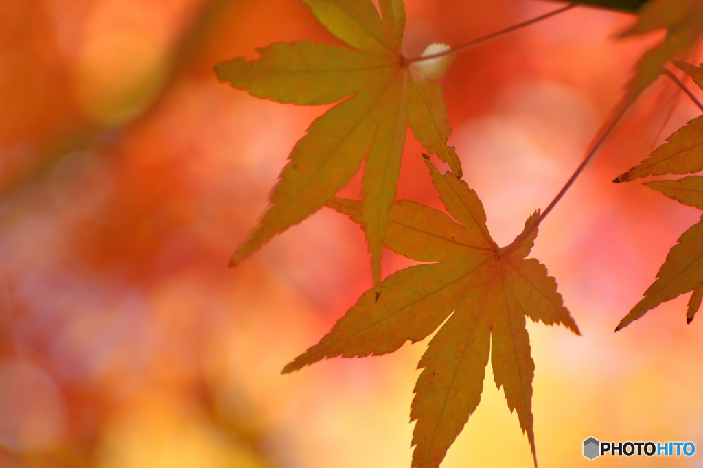 散歩がてらの紅葉狩り　Ⅴ