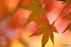 散歩がてらの紅葉狩り　Ⅴ