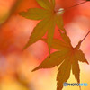 散歩がてらの紅葉狩り　Ⅴ