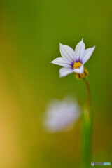 Blue eyed grass