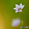 Blue eyed grass