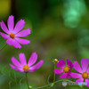 Quartet